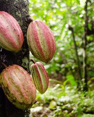 cocoa fruits on the farm