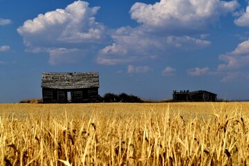wheat field and blue sky