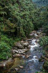 Fototapeta na wymiar Forêt Amazonienne, Parc national de Manu, Pérou