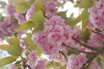 Japanese cherry 