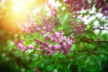 Lilac garden trees under the rain nature spring time with free space text