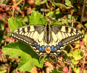 Papillon Machaon posé 
