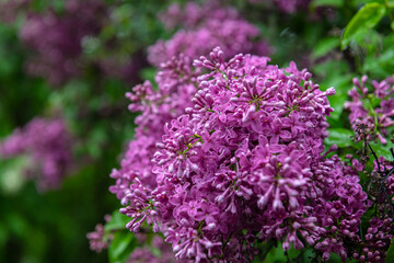 Obraz premium Lilac garden trees under the rain nature spring time with free space text