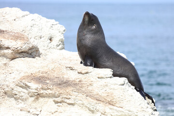 Neuseeländischer Seebär / New Zealand fur seal / Arctocephalus forsteri