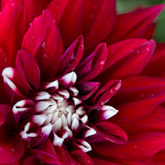 A close up macro shot of a red dahlia