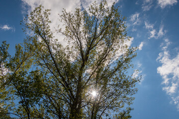 Direct vision to the sun through the branches and leaves of a tree. 