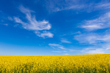 Obraz premium Yellow rapeseed field under blue summer sky