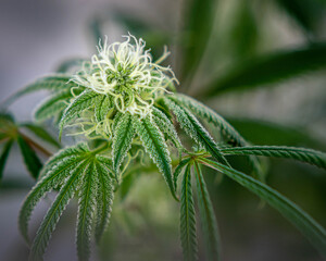 Close up of a Cannabis plant detailing a flower and trichomes forming.