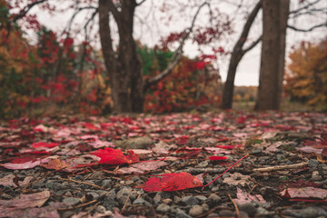 red maple leaves