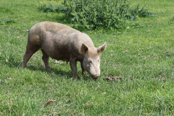 Hausschwein / Domestic pig / Sus scrofa domesticus