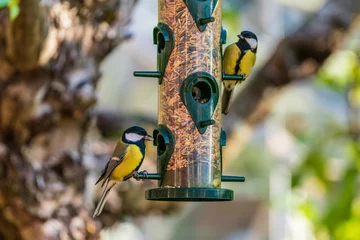 Foto op Plexiglas Couple of great tit birds eating from a bird feeder © Magnus