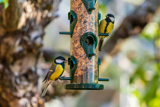 Couple of great tit birds eating from a bird feeder