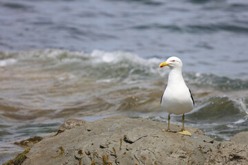 Dominikanermöwe / Southern black-backed gull / Larus dominicanus