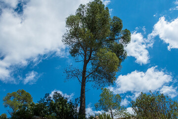 Isolated pine tree with a cloudyblue sky 