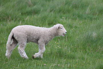 Romneyschaf / Romney sheep / Ovis.