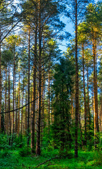 landscape of a wild coniferous forest on a summer day