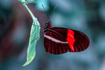 Macro shots, Beautiful nature scene. Closeup beautiful butterfly sitting on the flower in a summer garden.