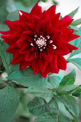 Red dahlia isolated on green blur background.