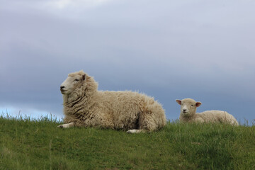 Romneyschaf / Romney sheep / Ovis.