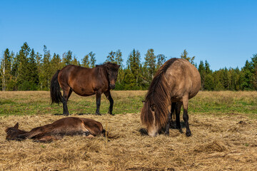 Icelandic horses with a foal in a sunny pasture