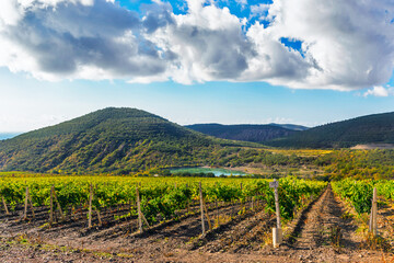 vineyard and mountains in crimea on a sunny day
