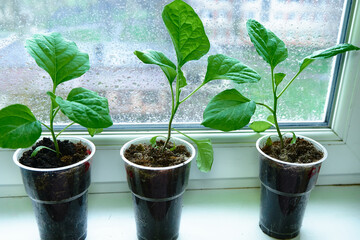 Large eggplant seedlings were grown on the balcony