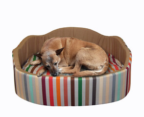A red dog is sleeping on a round pet lounger. All you need is sleep. White background. Isolated.