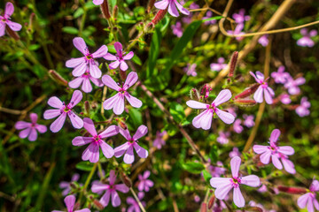 Pretty little pink flowers.