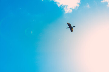 cielo