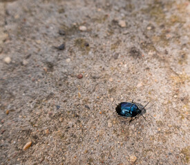 the bug on the sand