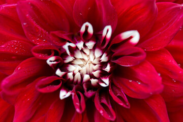Macro photo of a red dahlia flower background.