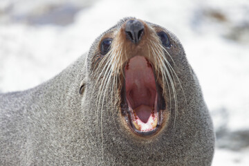 Neuseeländischer Seebär / New Zealand fur seal / Arctocephalus forsteri
