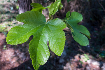 Tender and shiny leaf of a fig tree.