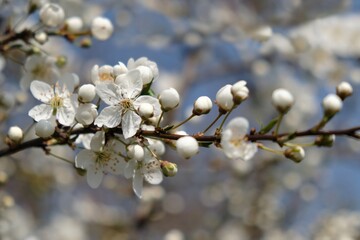 Flowering fruit tree in spring. White small flowers of Mirabelle plum, also known as mirabelle prune or cherry plum (Prunus domestica subsp. Syriaca).