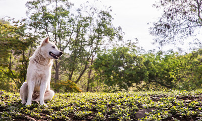 Obraz premium A white dog sitting calmly on Green grass at Forest park in a sunny summer. Selective focus with blurred background.