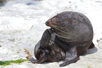 Obraz premium Neuseeländischer Seebär / New Zealand fur seal / Arctocephalus forsteri
