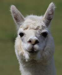 Obraz premium Alpaka / Alpaca / Vikugna pacos