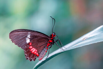Macro shots, Beautiful nature scene. Closeup beautiful butterfly sitting on the flower in a summer garden.