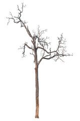 Dead tree isolated on white background