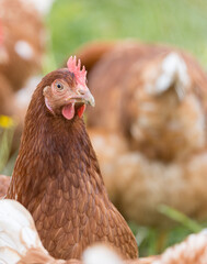 Freilaufende Hühner 