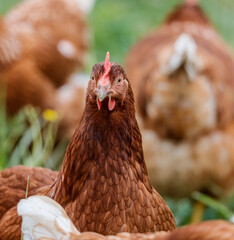 Freilaufende Hühner 