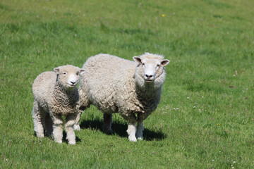 Obraz premium Romneyschaf / Romney sheep / Ovis.