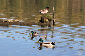 country goose in the lake