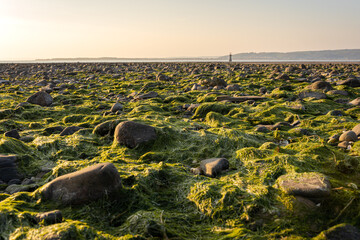 Seaweed covered rocks and Lighthouse at Whiteford sands beach, the Gower peninsula, Swansea, South Wales, UK. Coastline backdrop at sunset