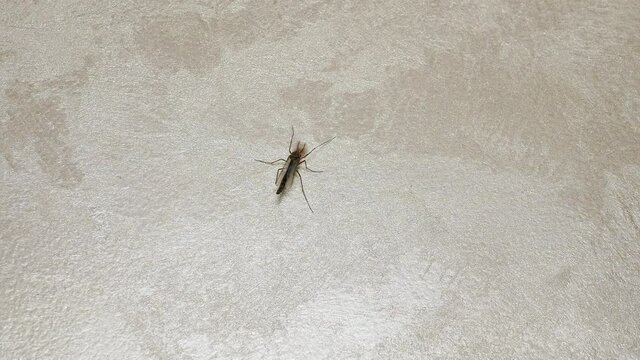 Winged insect. The mosquito sits on the wall, the insect in the apartment on the wall. The mosquito has mutated