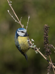 Cute eurasian blue tit bird sitting on a vertical twig looking to the right in beautiful light with blurred green background
