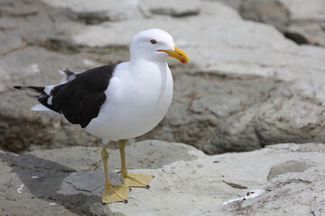 Dominikanermöwe / Southern black-backed gull / Larus dominicanus