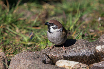 Eurasian tree sparrow sitting at the edge of some water looking to the left with a drop hanging under the beak