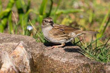 Obraz premium Dunnock bird sitting at the edge of water looking over its shoulder with blurred vegetation in the background