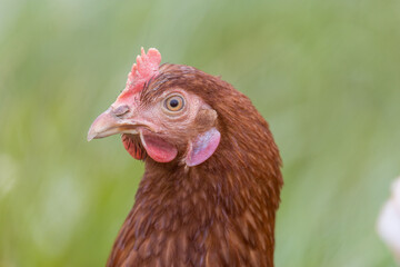 Freilaufende Hühner 